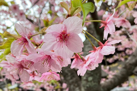 Kyoto. Insel Honshū.